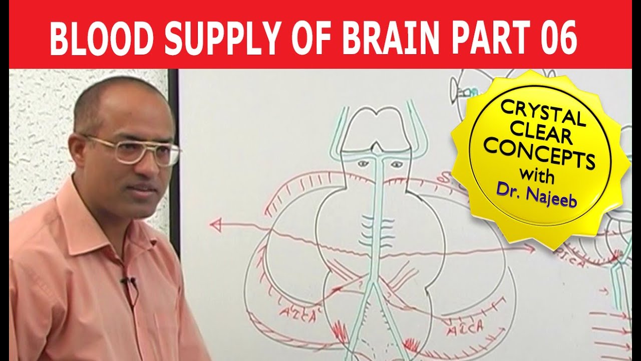 Blood Supply of Brain | Circle of Willis | Part 6/11 - YouTube