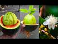 New method of planting guava in watermelon with aloe vera//How to growing guava plant