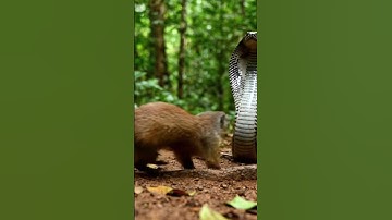 MONGOOSE ATTACKS COBRA IN DEADLY BATTLE.
