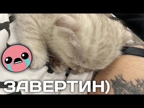 НОВЫЙ КОТ МАЗЕЛЛОВА - ЗАВЕРТИН