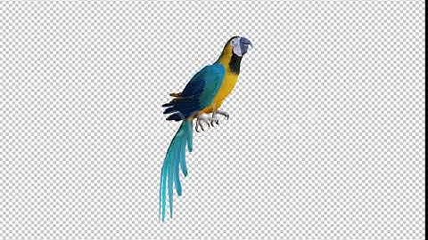 Parrot 1 Realistic | Motion Graphics - Envato elements