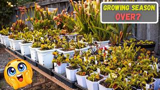 Did Fertilizer Make My Venus Flytraps Better This Year? September Update!