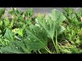 112623 clearing of cucumber in greenhouse  thrips attack in bell pepper  zucchini update