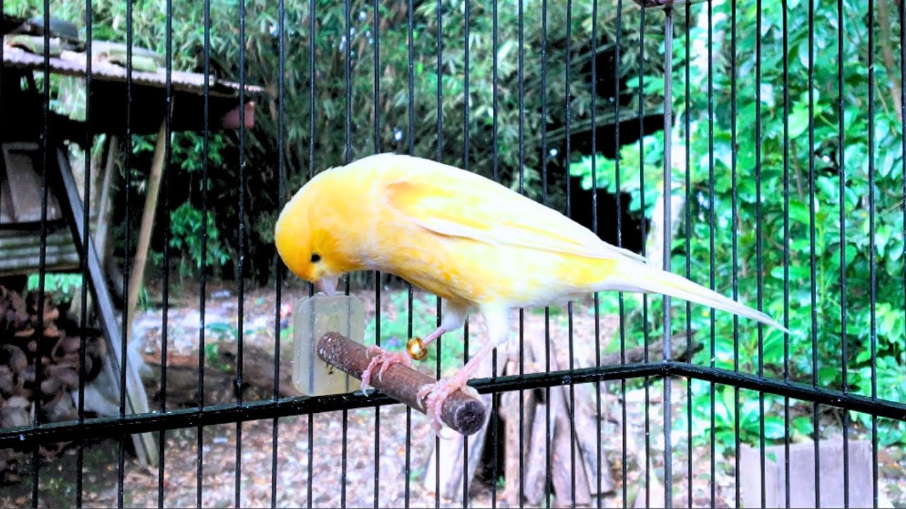 Picture of Your Canary Will NOT STOP SINGING With This Training Song - YouTube