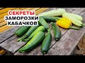 Лучшие способы заморозить кабачки на зиму. СЕКРЕТЫ, как правильно заморозить кабачки (научила всех)