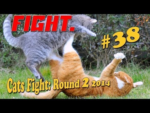 Коты Дерутся.#2