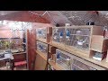 Budgie Breeding Update 20th January 2018 - Aviary and Birdroom Babies and Mango