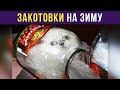 Приколы. ЗаКОТовки на зиму | Мемозг #106