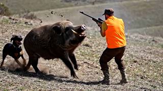 BEST WILD BOAR HUNTS COMPLIMENTION
