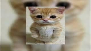 dancing cats - go kitty go (sped up)