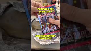 Crimson Haze in the Wild | Wild Encounters Ep 24 #pokemonpulls #pokemoncards #twilightmasquerade Crimson Haze in the Wild | Wild Encounters Ep 24 #pokemonpulls #pokemoncards #twilightmasquerade