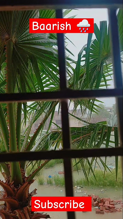 Rim Jim ya swan||Two Little chaudhry||#bharish#rimjhim#rain#shortfeed#rainsounds#rainlove