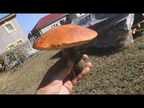 Видео: Как зарабатывать на системном выращивании белых грибов в огороде (рождение бизнес проекта 2)