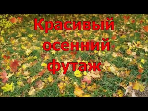 Осенние кленовые листья ☘ Футажи HD