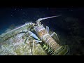 Loggerhead lobsters  sharks oh my seatech ledge night dive 20230523