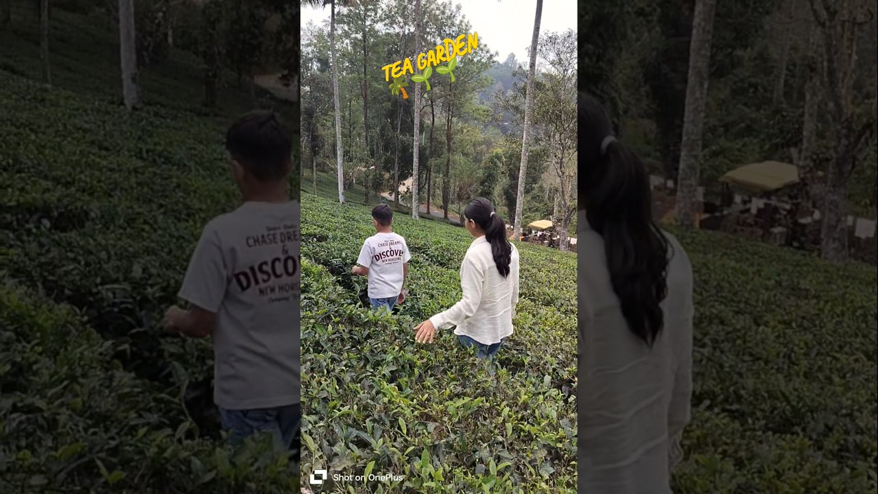 Munnar trip#teagarden#trendingonshorts#trendingvideo#music#minivlog#daliyvlog#munnar#familytime