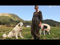 La stâna lui Tăbucu de la poalele munțiilor Gutâi | 420 de oi si 12 câini ciobănești - video 2020