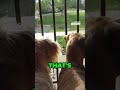Wait for it    Dogs spot a deer in the yard!