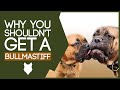 BULLMASTIFF! 5 Reasons You SHOULD NOT GET a Bullmastiff Puppy! の動画、YouTube動画。