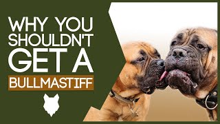 BULLMASTIFF! 5 Reasons You SHOULD NOT GET a Bullmastiff Puppy!