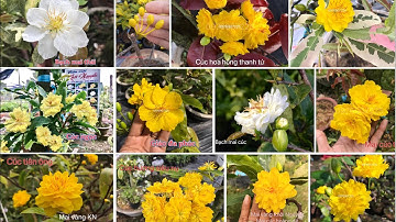 Các loại mai giống cúc hoàng đế, tây thi, hoa hồng thanh tú , bạch mai cúc ....