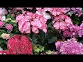 世界一の紫陽花⁉️さかもと園芸さん谷田部園芸さん島根のあじさいなどをピンクの紫陽花集めました！