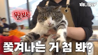 [Legendary Shameless Cat] Enters Cafe everyday without permission