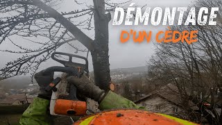 : D'emontage d'un C`edre Sec sous la pluie / STIHL MS 201