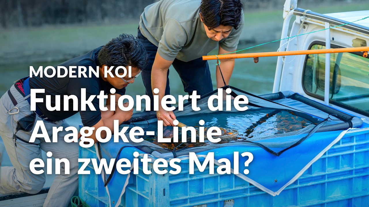 Konishi Live: Das Abfischen einer neuen Aragoke Blutlinie | Modern Koi Blog #8413