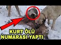 KURT ÖLÜ TAKLİDİ YAPIP KANGALA SALDIRDI