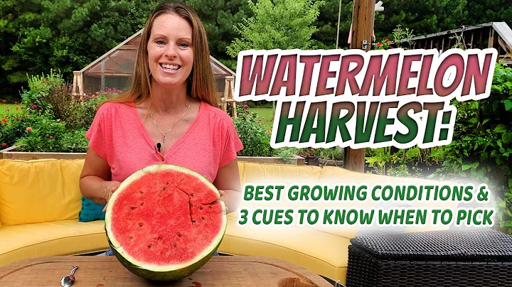 Watermelon Harvest in Raised Beds -- Tips for Succ...