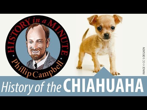 Video: Die Antieke Oorsprong Van Chihuahuas