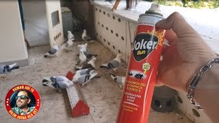 SİNEK İLACI İŞİ KÖKTEN ÇÖZDÜ