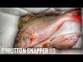 Spearfishing Puerto Rico  !  Mi primer Mutton Snapper!