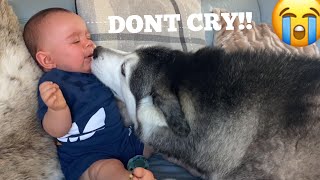 Husky Stops Baby Crying In The Cutest Way Ever!! [CUTEST VIDEO EVER!!!]