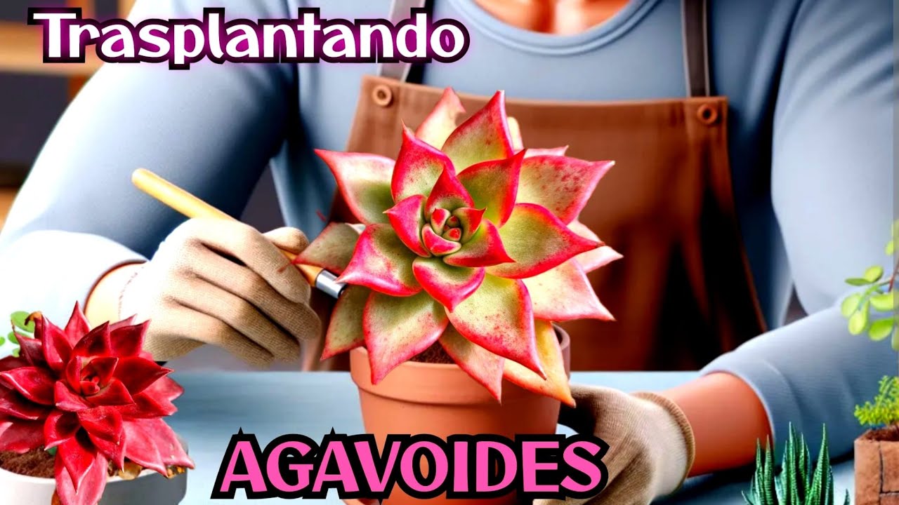 Mega trasplante y renovación de agavoides #suculentas #plantas #terrasuculenta
