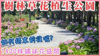 2023 樹林草花植生公園繡球花盛開I 種植了1400株繡球花I 草花 ... 