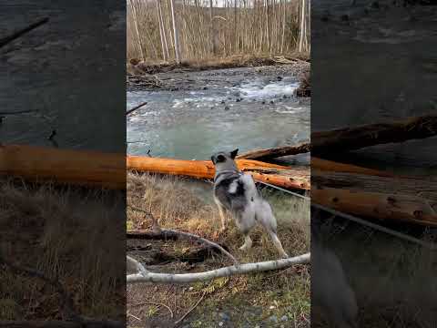 Video: Arctic Wolf Pups komen uit hun grot