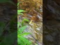 soundscape, healing stream, healing sound, nature sound relaxation, mindful sounds