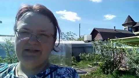 Обработка первых всходов моркови и свеклы
