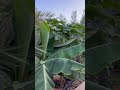 استراحة شيهانة الشمال حياكم الله على محلكم القصيم بريده 1430   0548901031