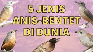 TYPES OF ANIS-BENTET IN THE WORLD