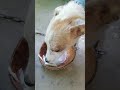 MY DOG NAMED TANGGOL LOVES TO EAT BUKO BABY COCONUT #kmjs #trendingshorts #viralvideo #paws #asmr