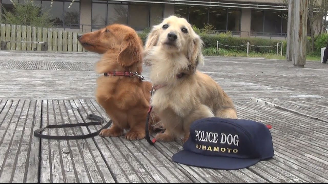 宮崎育ち 全国初のミニチュアダックスフント警察犬がかわいすぎる件 宮崎てげてげ通信