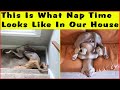 Times Dogs Managed To Fall Asleep In Hilariously Awkward Positions | Top Funny