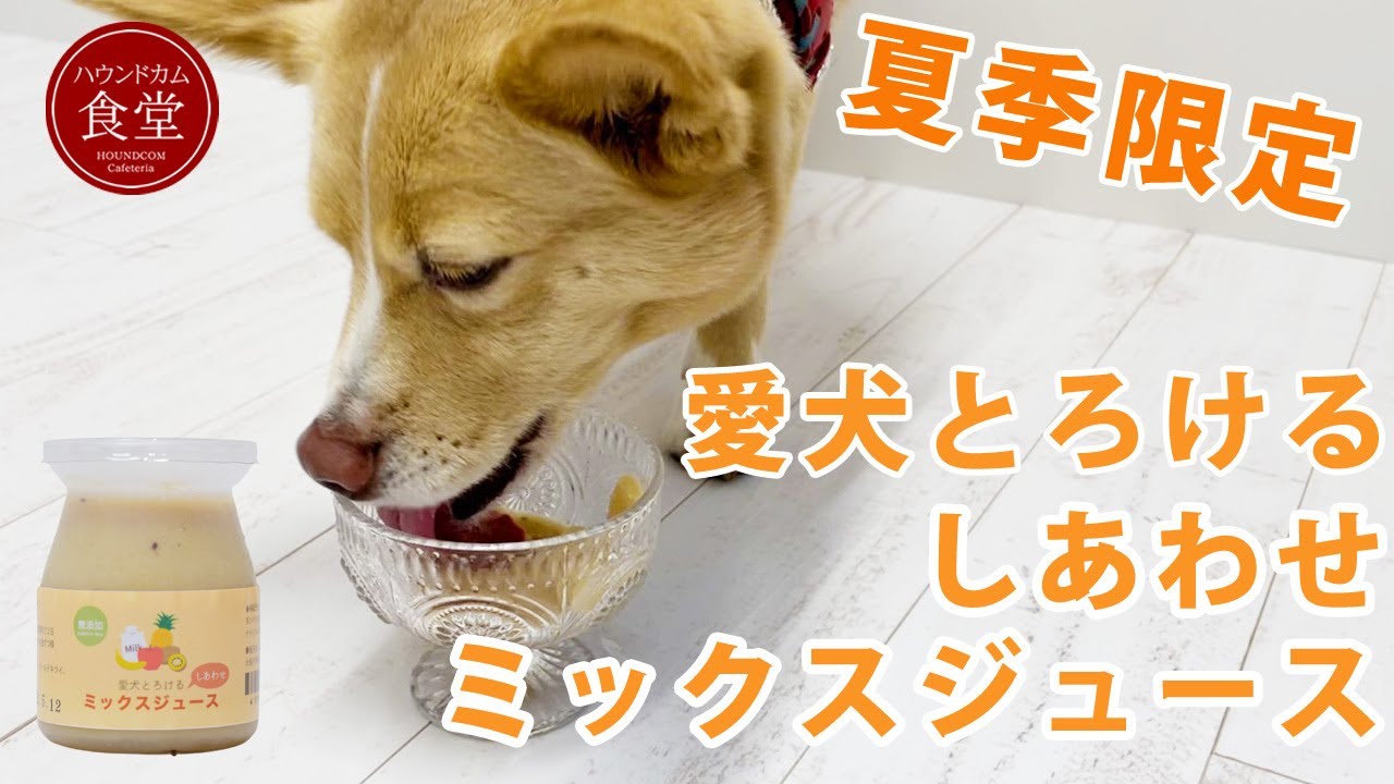 ハウンドカム食堂 犬用おやつ 愛犬とろける しあわせミックスジュース 帝塚山ハウンドカム Youtube
