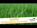 Braquiária - Brachiaria humidicola e seus cultivares