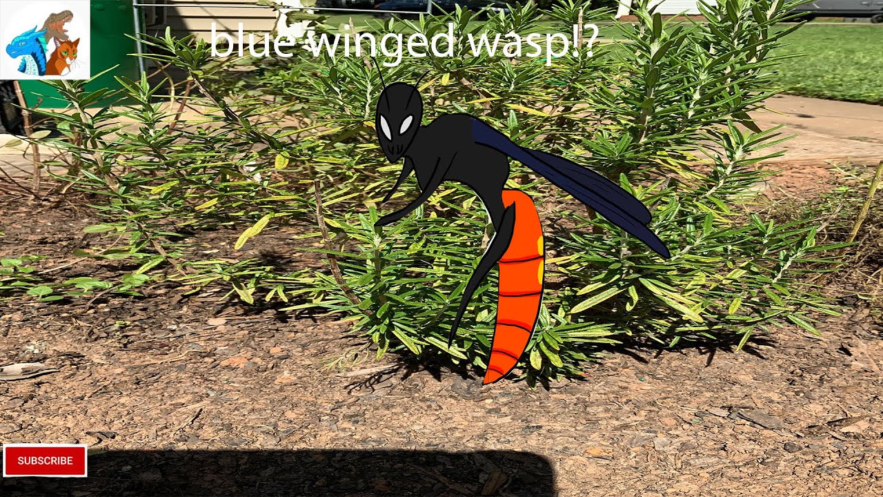 the blue winged wasp! documentary- ep 1