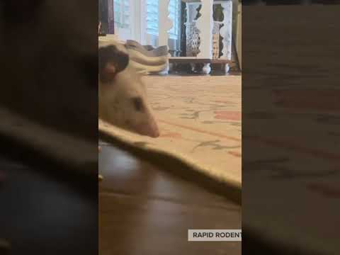 Baby possum |