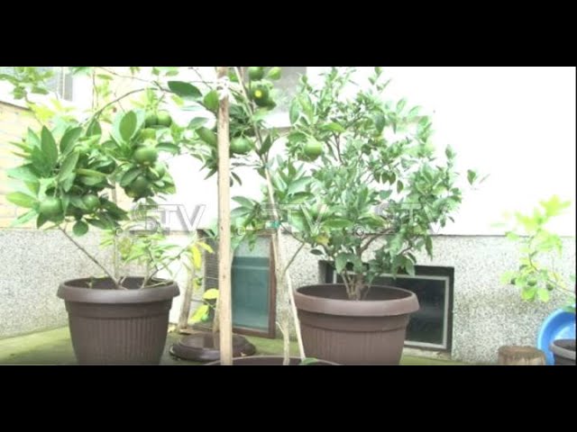 Mandarina zdrava i fina